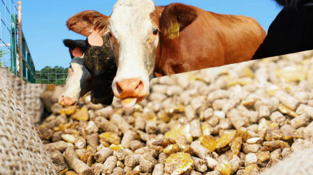 Об утверждении Ветеринарных правил назначения и проведения ветеринарно-санитарной экспертизы некачественных пищевых продуктов в целях их утилизации для последующего использования в качестве корма для сельскохозяйственных животных»