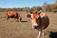 Фото - медиасток.рф