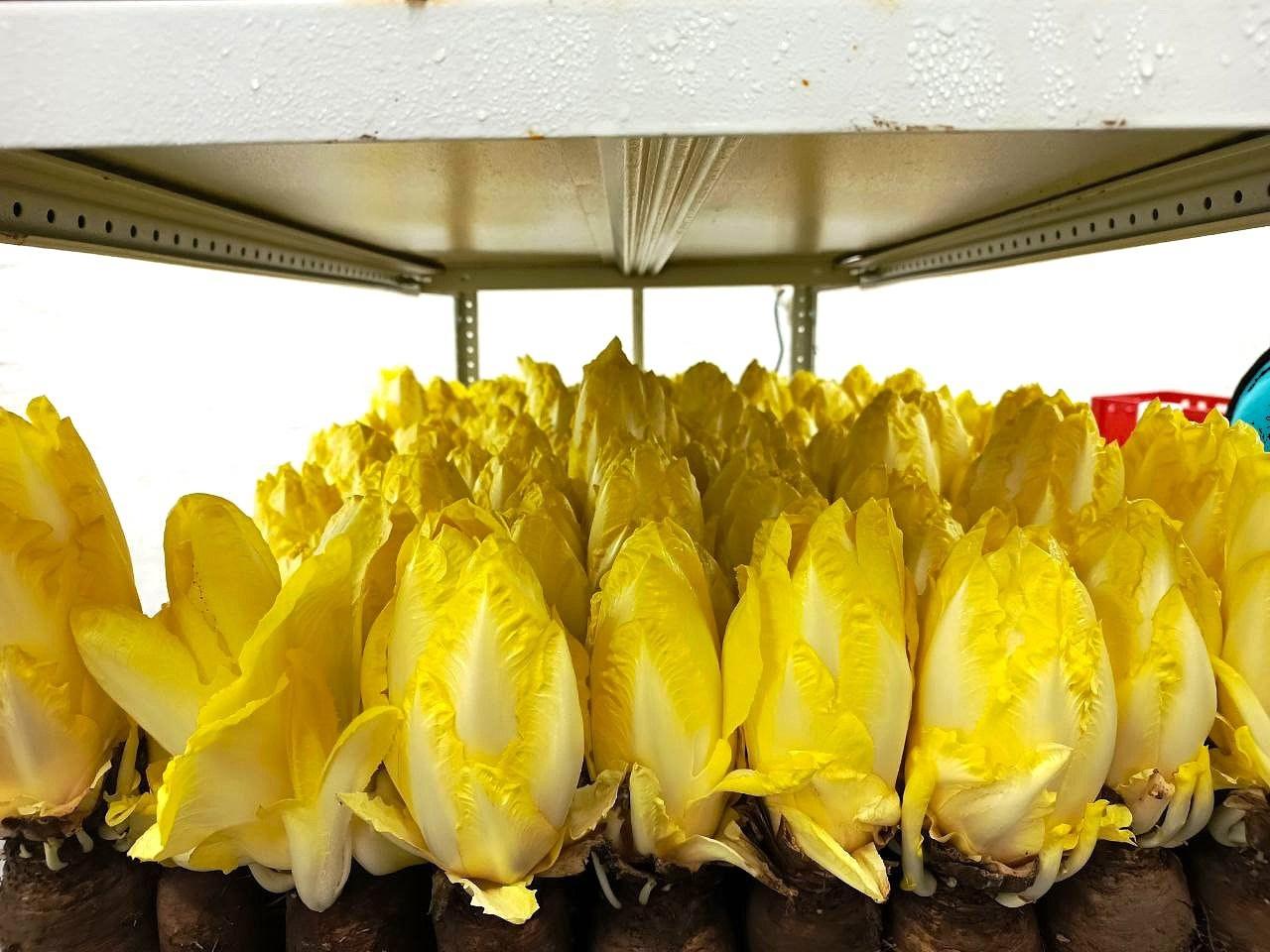 На ферме под Коломной высадили салатный цикорий урожая будущего года