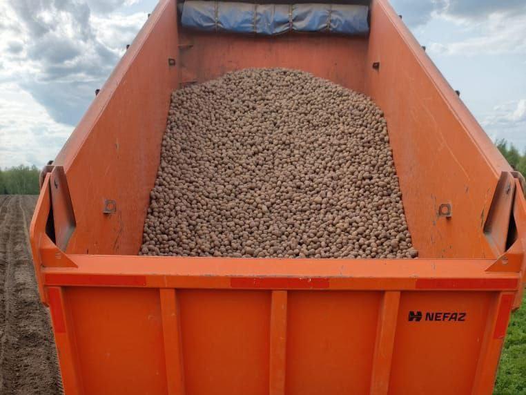 Озерский агрохолдинг «ОСП агро» завершил посевную кампанию картофеля