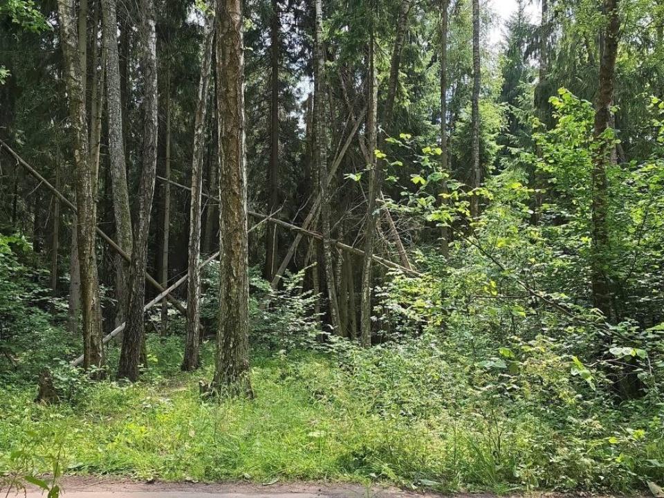 Коломенские леса расчищают от больных деревьев