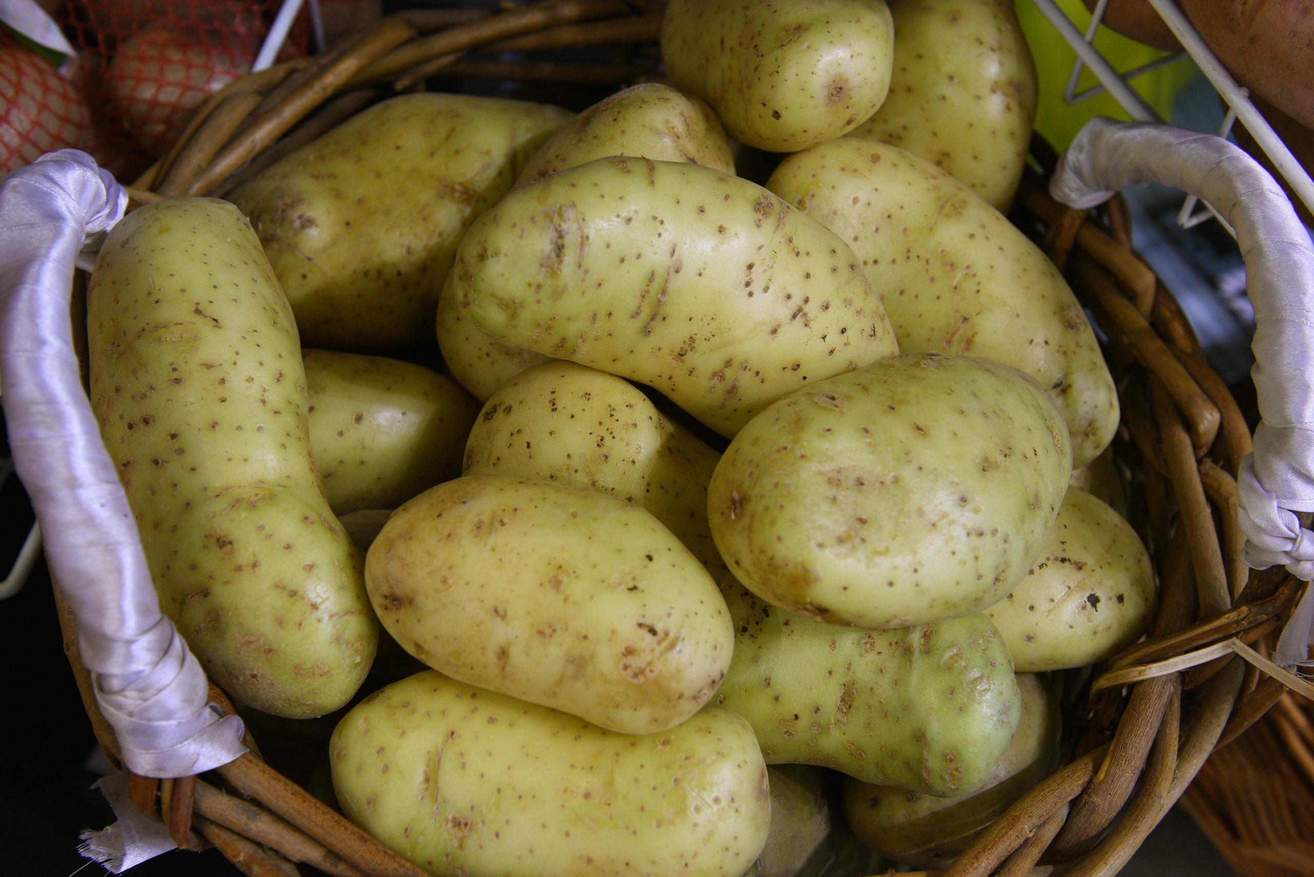 Сельскохозяйственное предприятие АО «Озёры» приступило к уборке раннего картофеля