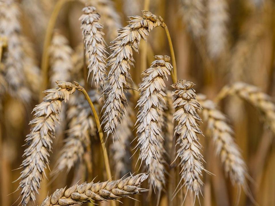 На полях озёрского агрохолдинга «ОСП агро» продолжается уборка пшеницы