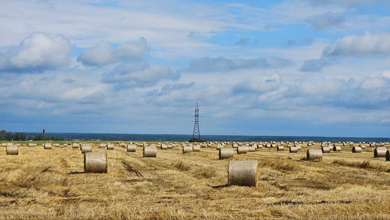 На полях озёрского агрохолдинга «ОСП агро» продолжается уборочная кампания зерновых культур.