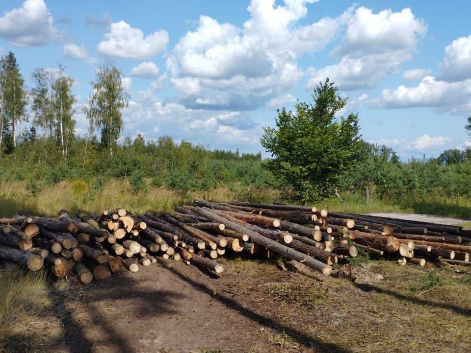 Санитарную рубку проведут на пяти локациях общей площадью 14 гектаров в Городском округе Коломна