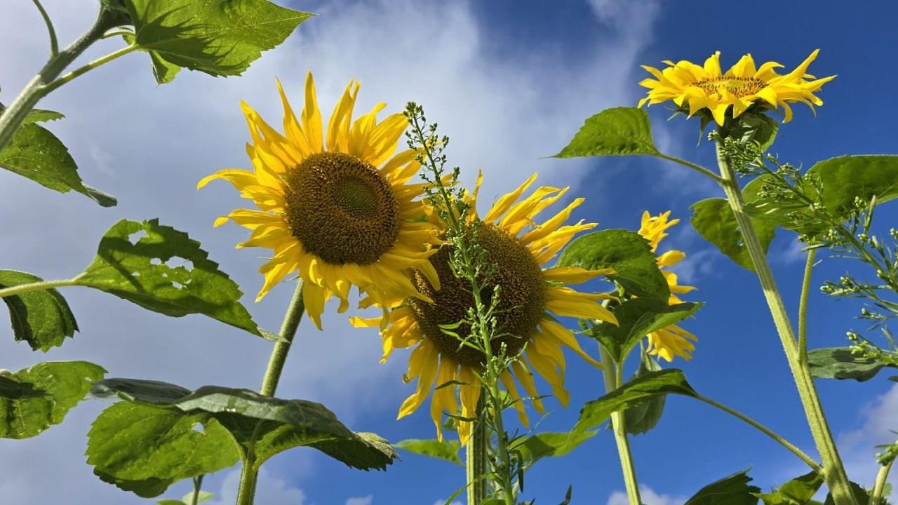 В этом году масличными культурами коломенские и озёрские аграрии засеяли площадь в 1295 гектаров