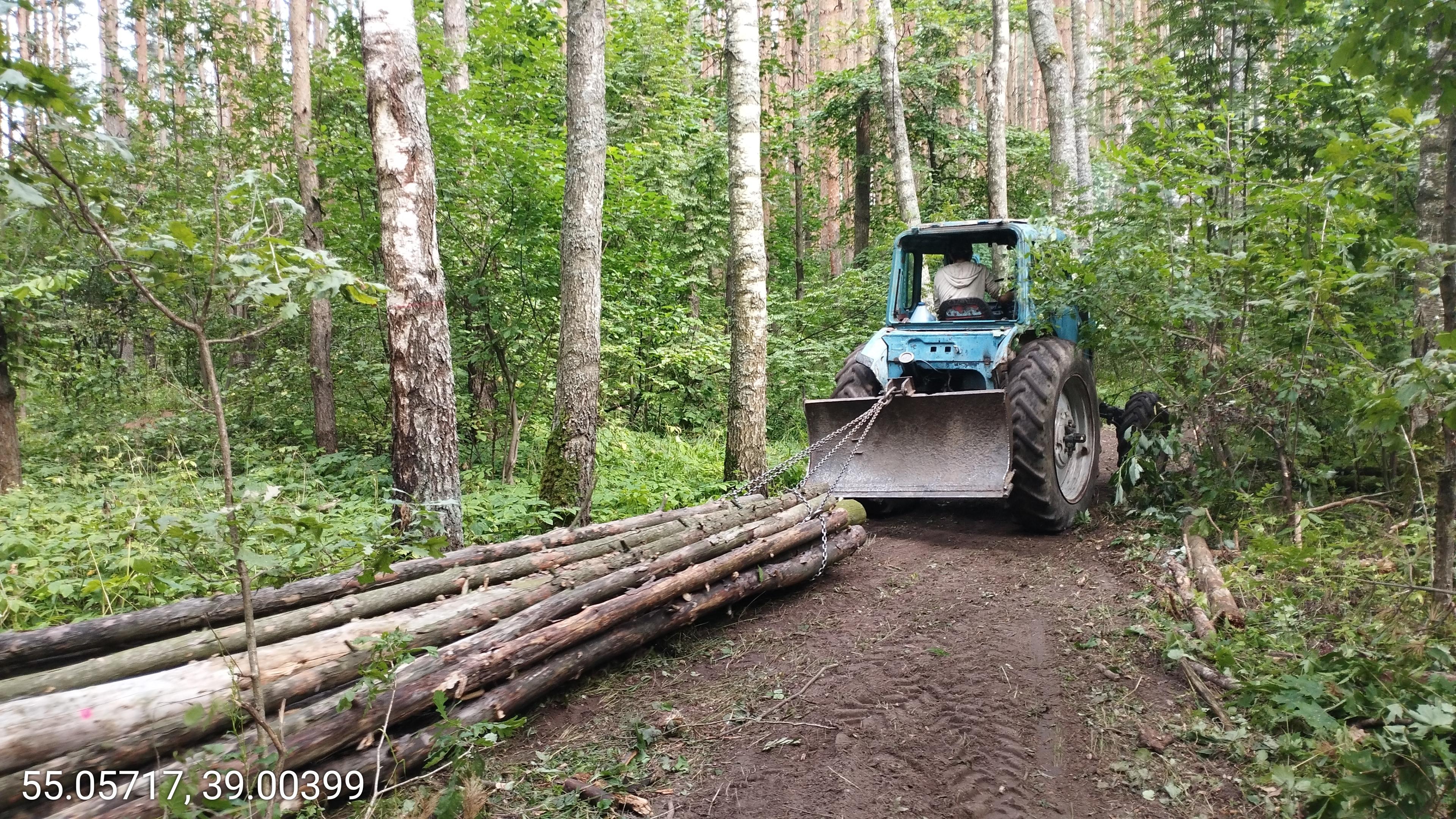 Завершены работы по выборочной санитарной рубке на землях лесного фонда