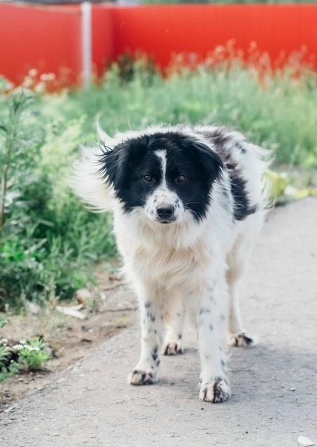 В коломенских музеях собирают корм для подопечных содружества «Руки и Лапы»