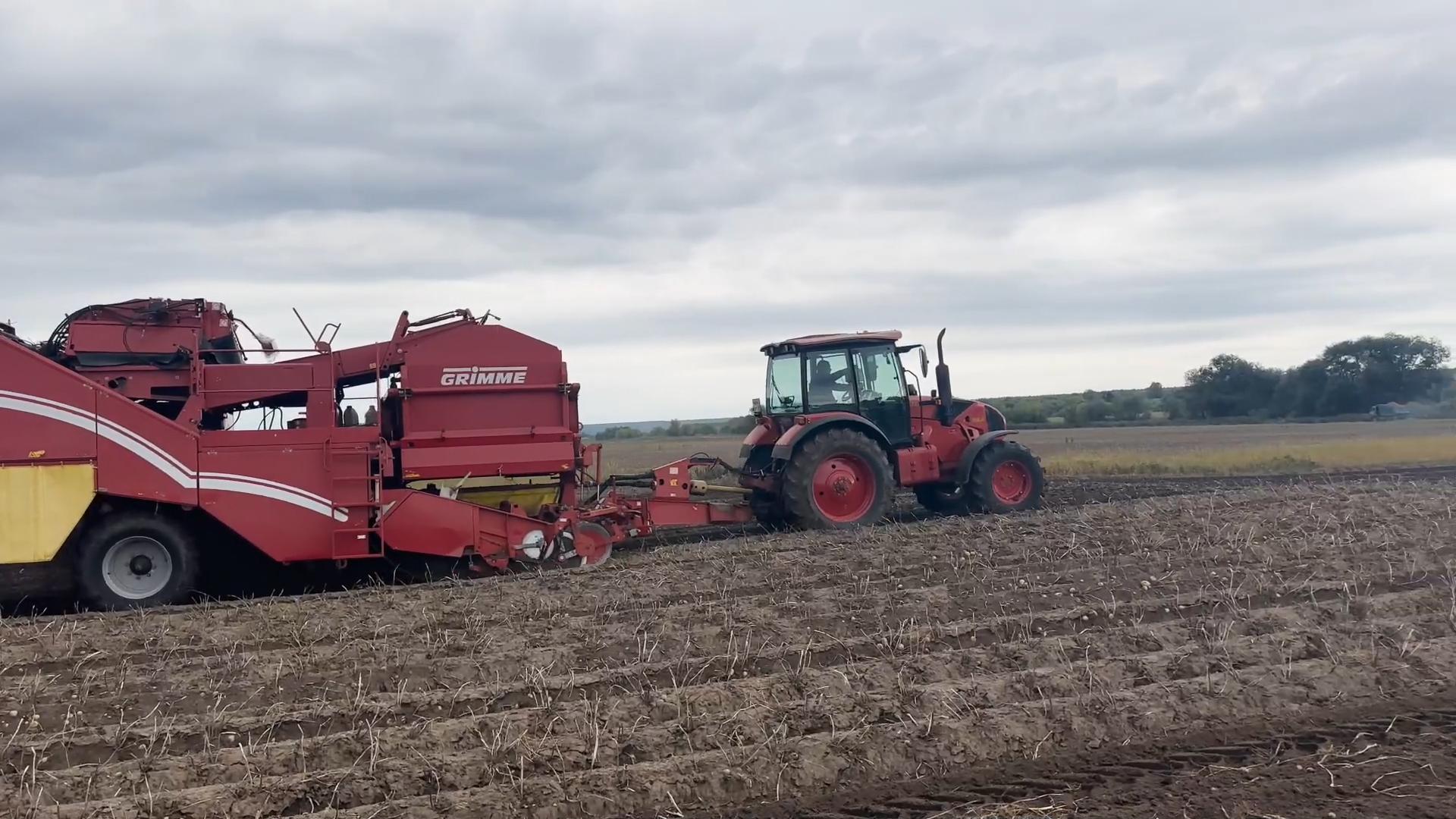 Озёрский агрохолдинг «ОСП агро» начал уборку картофеля