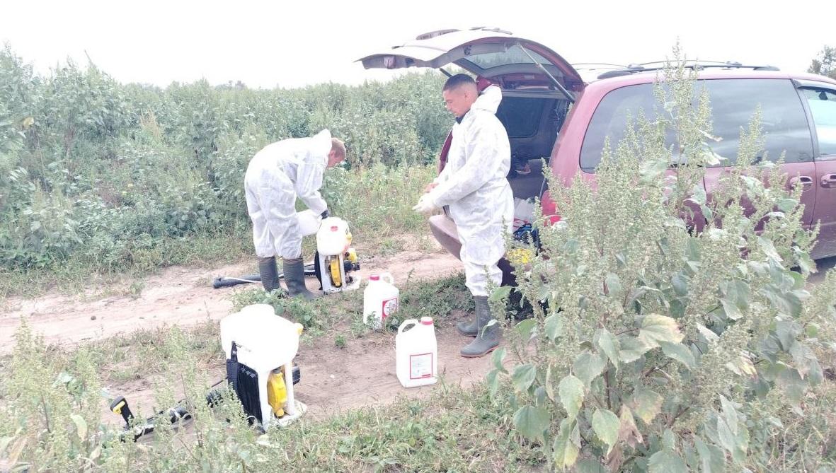 В Городском округе Коломна прошел рейд по уничтожению дикорастущих и незаконно культивируемых наркосодержащих растений