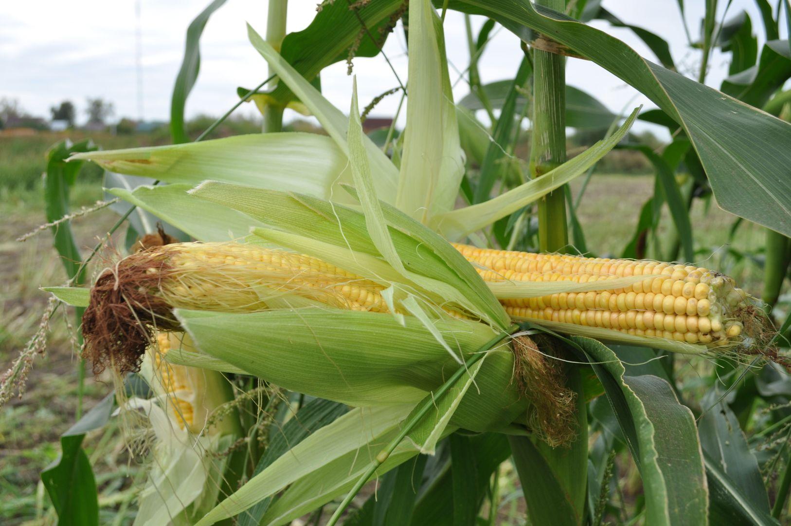 Хозяйства озёрского агрохолдинга «ОСП агро» продолжают уборку кукурузы на силос