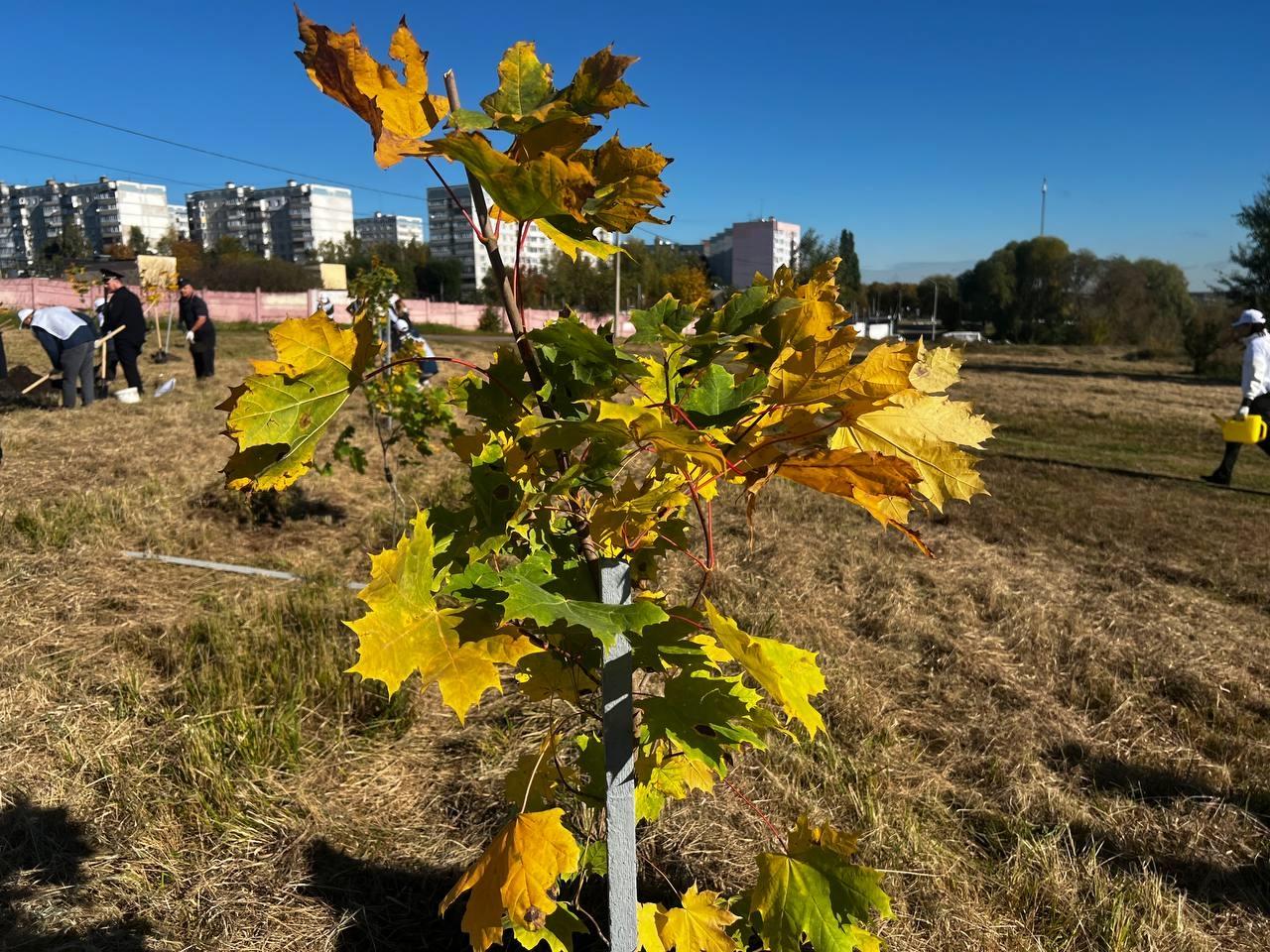 50 канадских кленов высадили в Коломне