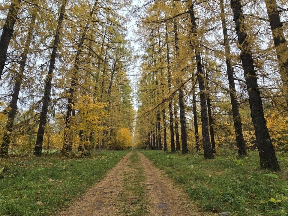 В усадебном парке Келлеров под Озерами восстановят исторический ландшафт