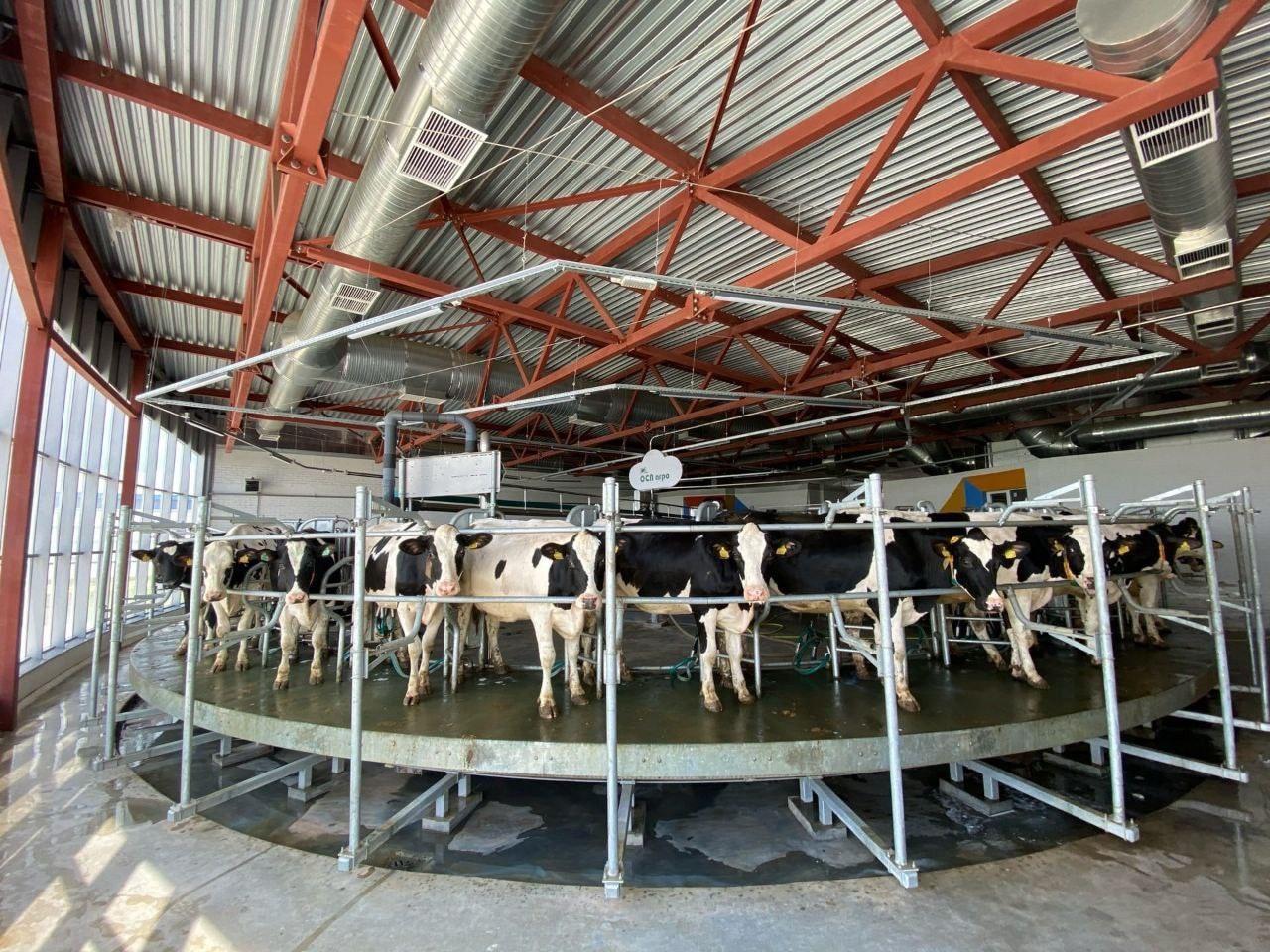 «Агрофирма Сосновка» подтвердила статус племенного завода по разведению голштинской породы