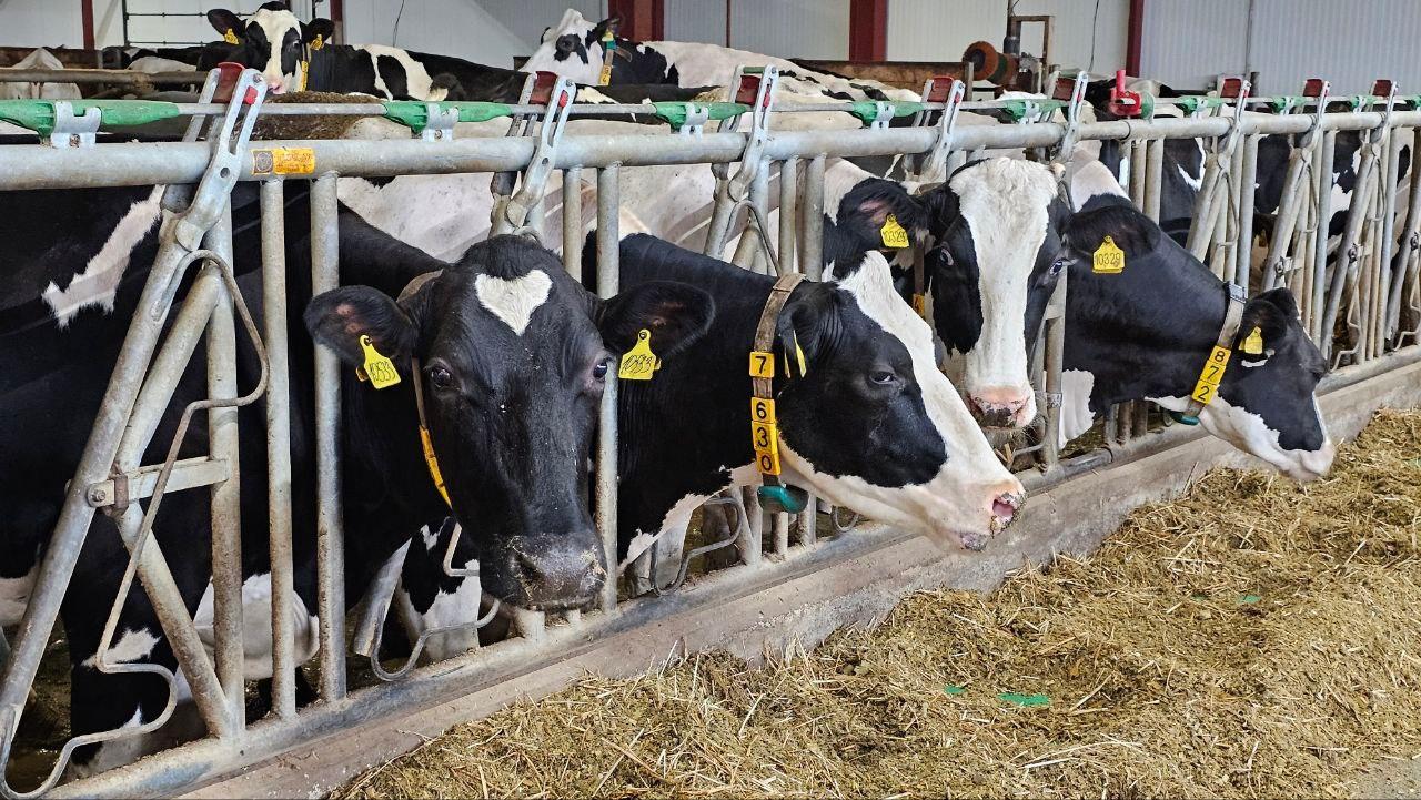На 708 тонн больше произвели молока в озёрском агрохолдинге в этом году