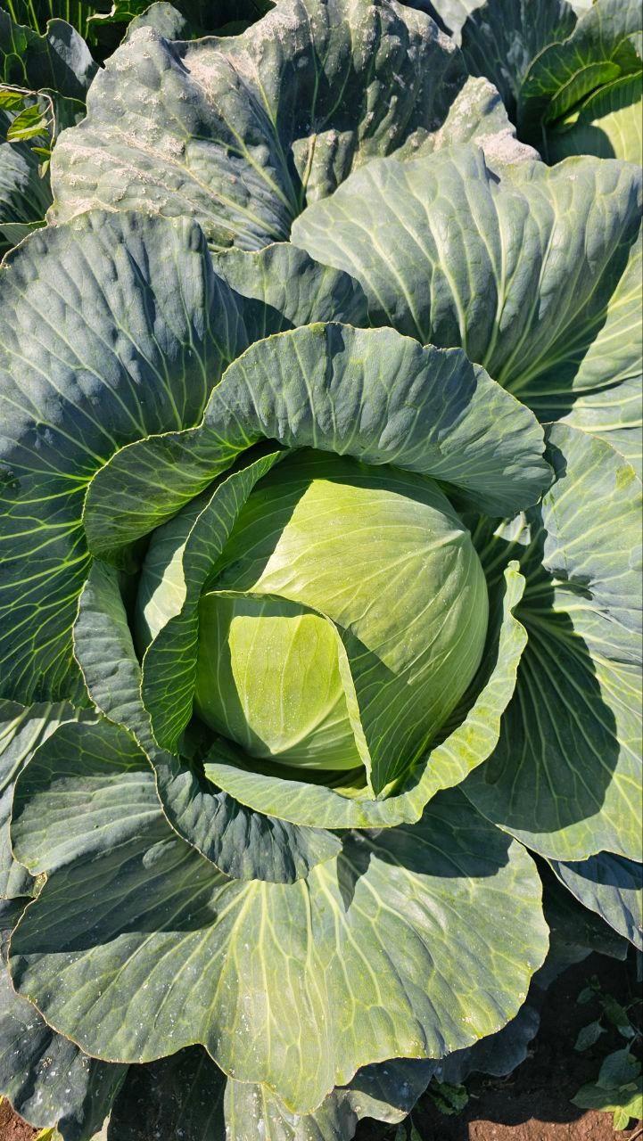 Озёрский агрохолдинг «ОСП агро» собрал богатый урожай капусты