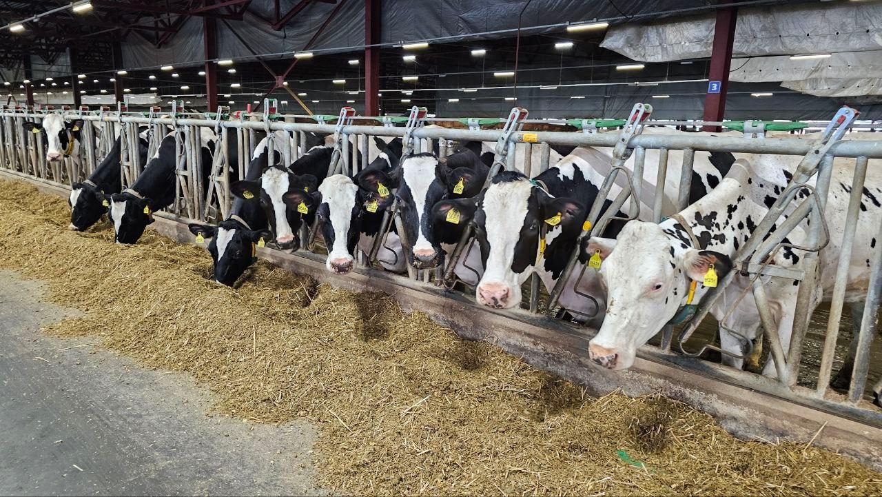 В озёрском агрохолдинге «ОСП агро» подвели итоги сельскохозяйственного сезона