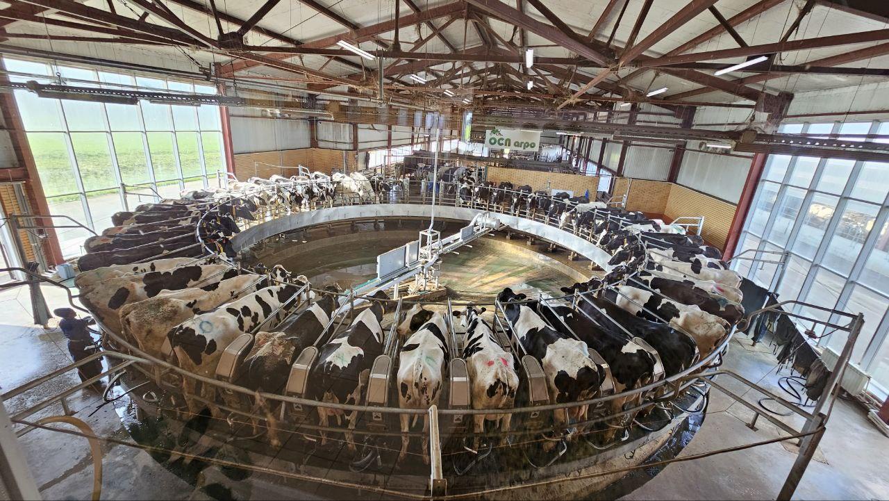Озёрская ферма вошла в ТОП-30 самых эффективных молочных хозяйств России