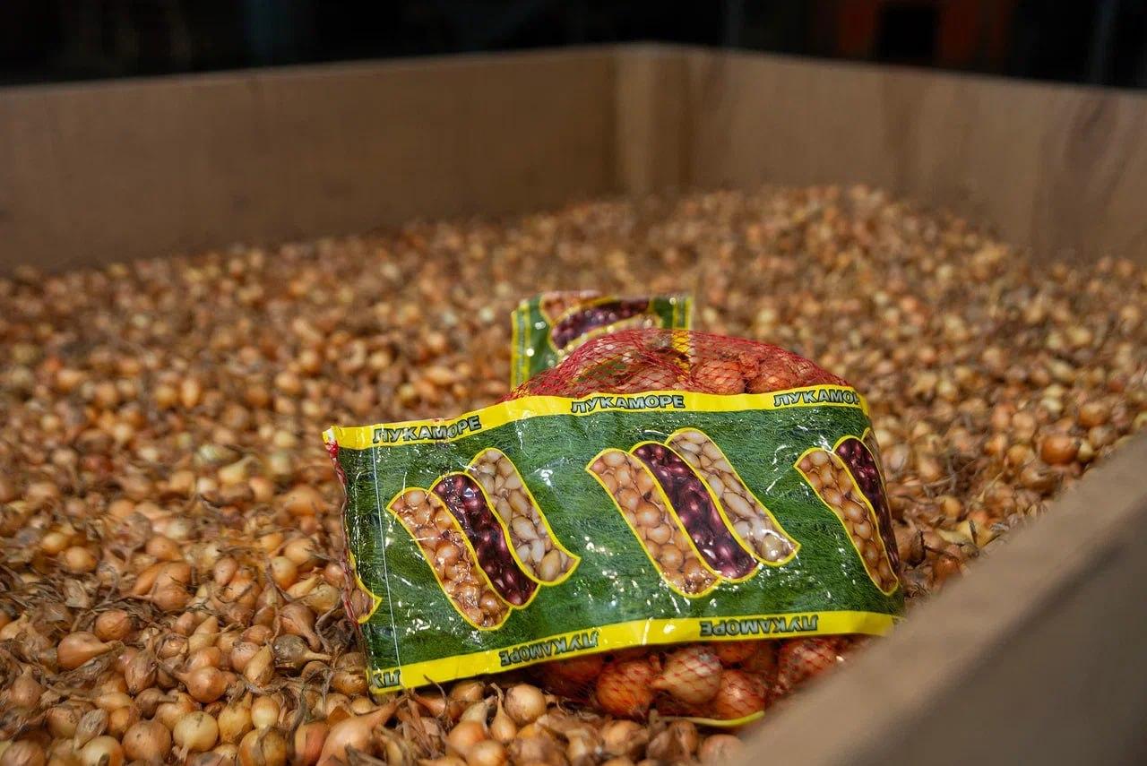 Озёрское сельхозпредприятие представило новый сорт лука с чесночным ароматом