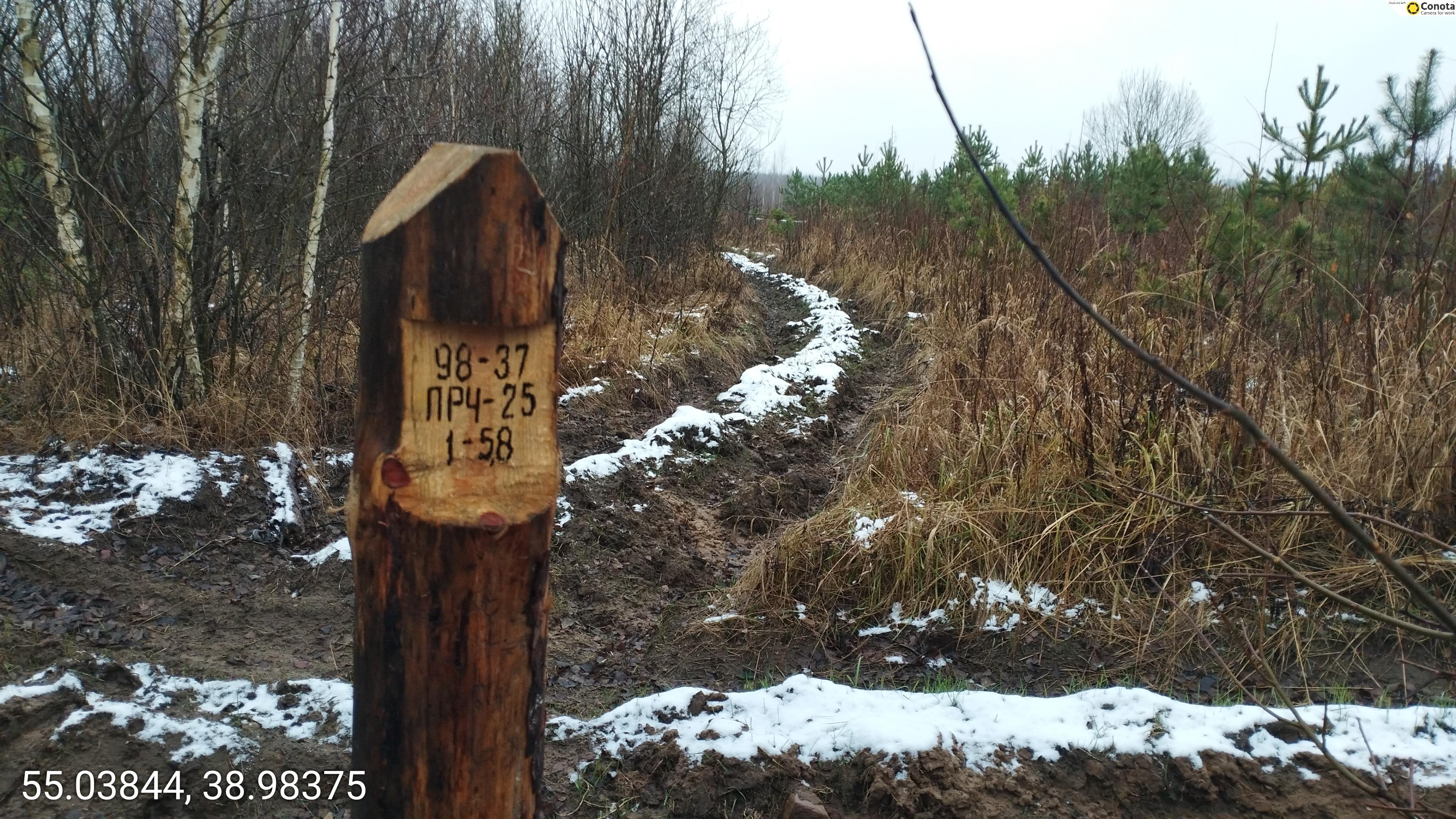 На почти 180 гектарах молодого соснового леса в Коломне проведены рубки ухода
