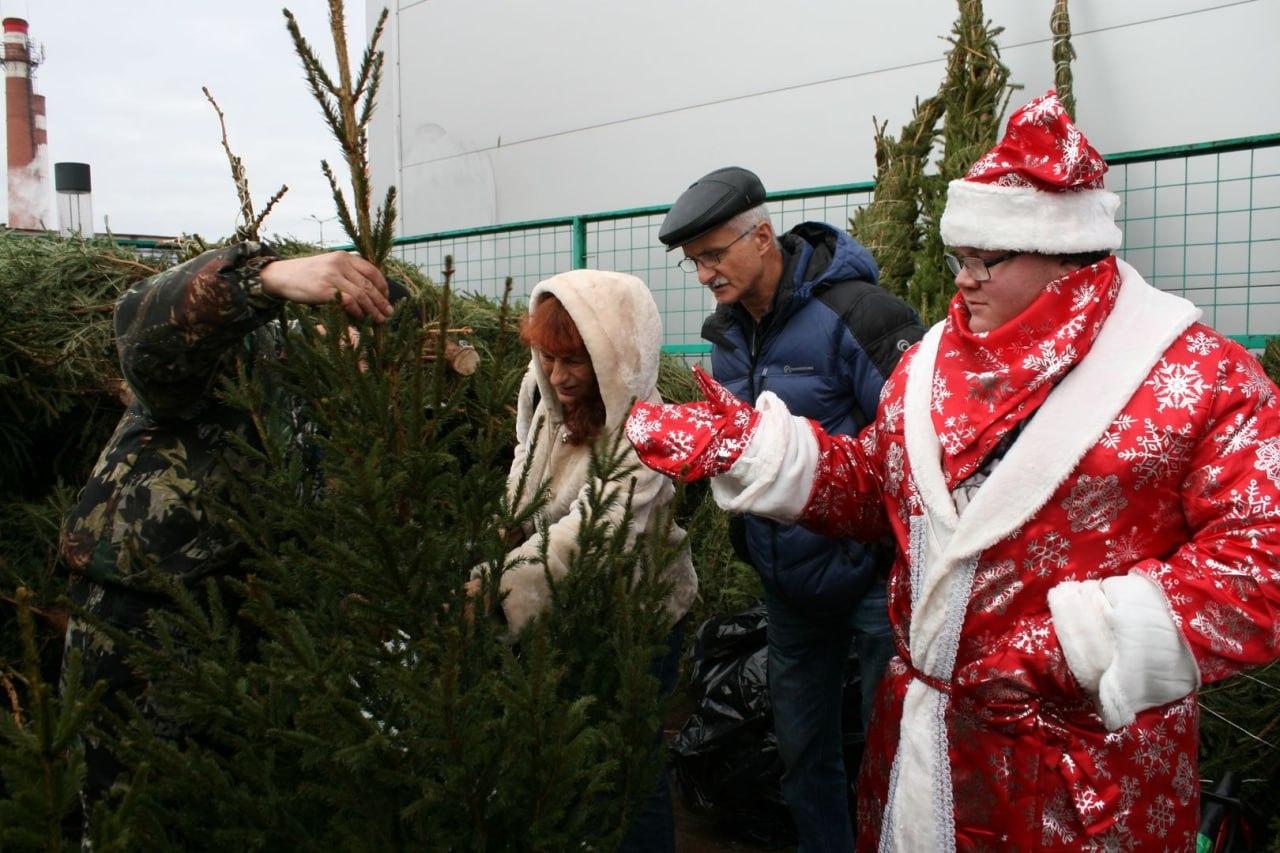 В Коломне открылись пять официальных елочных базаров