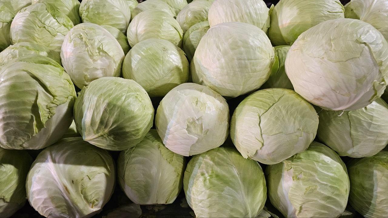 Специальные хранилища для рекордного урожая капусты оборудовали в озёрском агрохолдинге &laquo;ОСП агро&raquo;