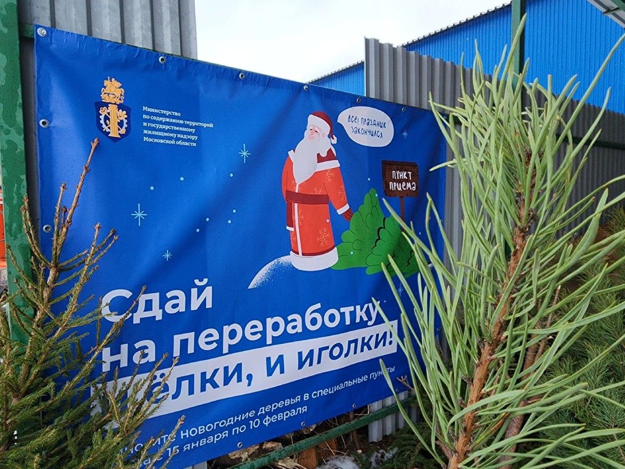 В Коломне стартовала экологическая акция &laquo;Сдай на переработку и ёлки, и иголки!&raquo;