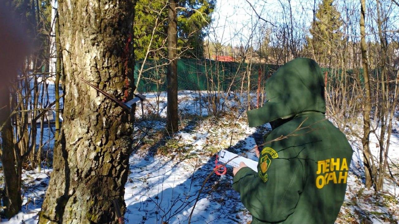 В лесах Городского округа Коломна проведут санитарно-оздоровительные рубки по программе «Здоровый и чистый лес»