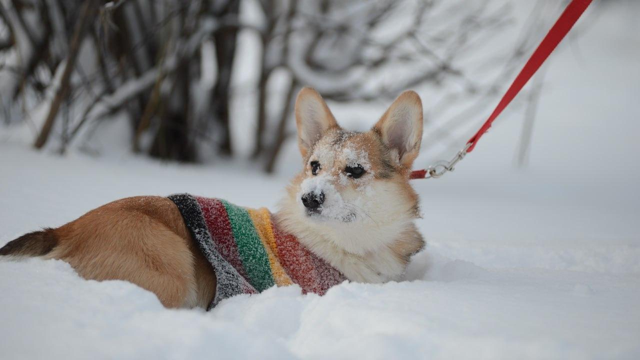 В субботу, 28 февраля, в Коломне пройдет самый душевный и пушистый фестиваль-конкурс «Гав Фест»