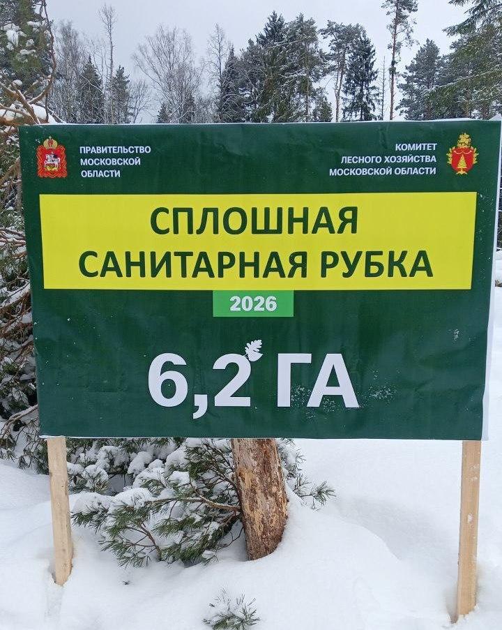 В лесах Городского округа Коломна в 2026 году сплошные санитарные рубки запланированы более чем на 12 гектарах