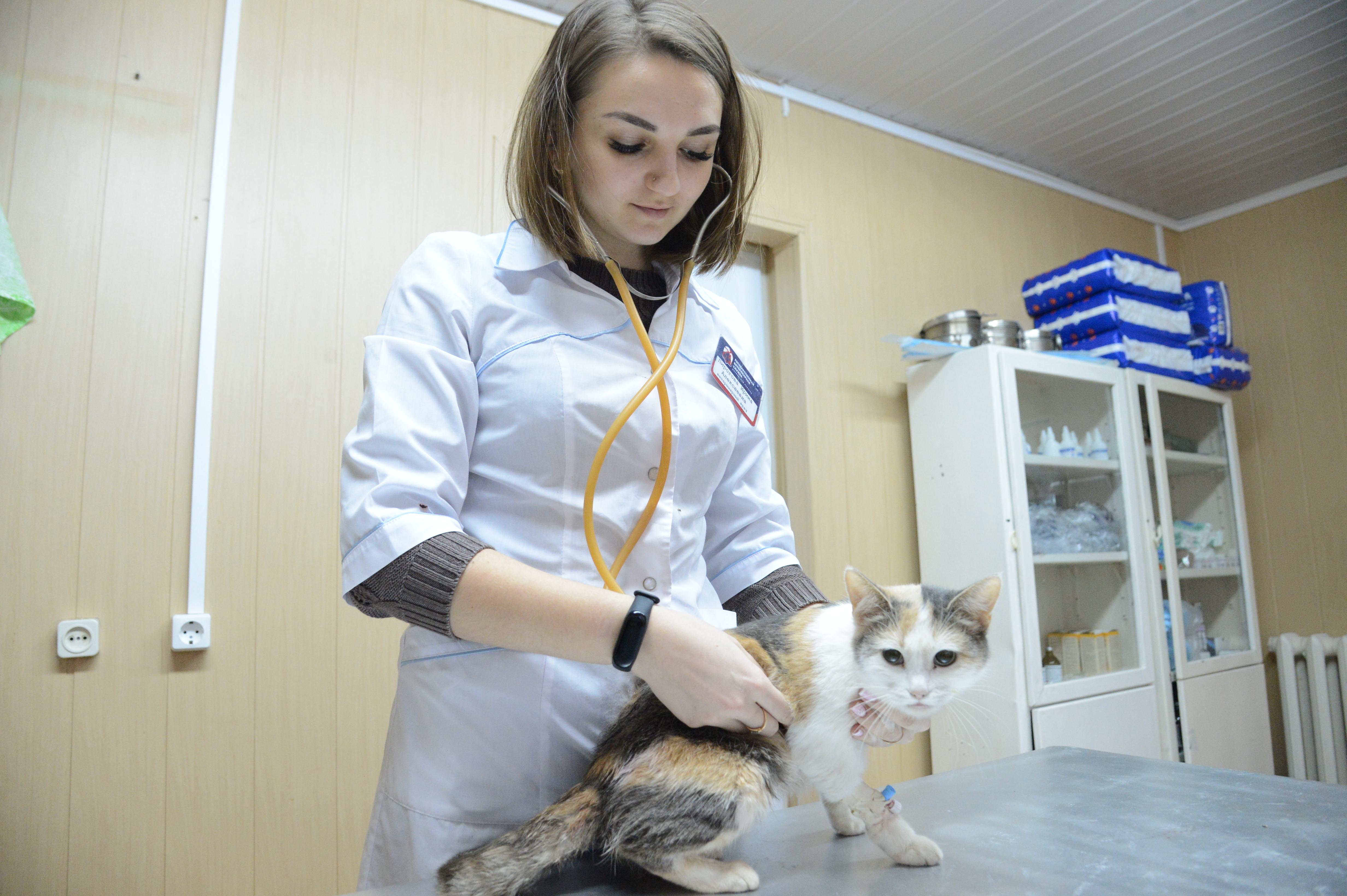 В апреле в Городском округе Коломна стартует ежегодная прививочная кампания против бешенства домашних животных