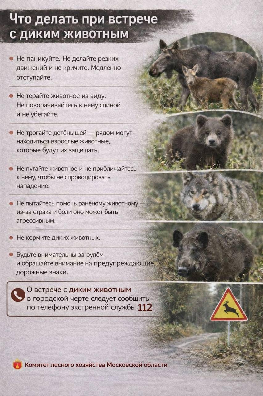 Что делать при встрече с дикими животными