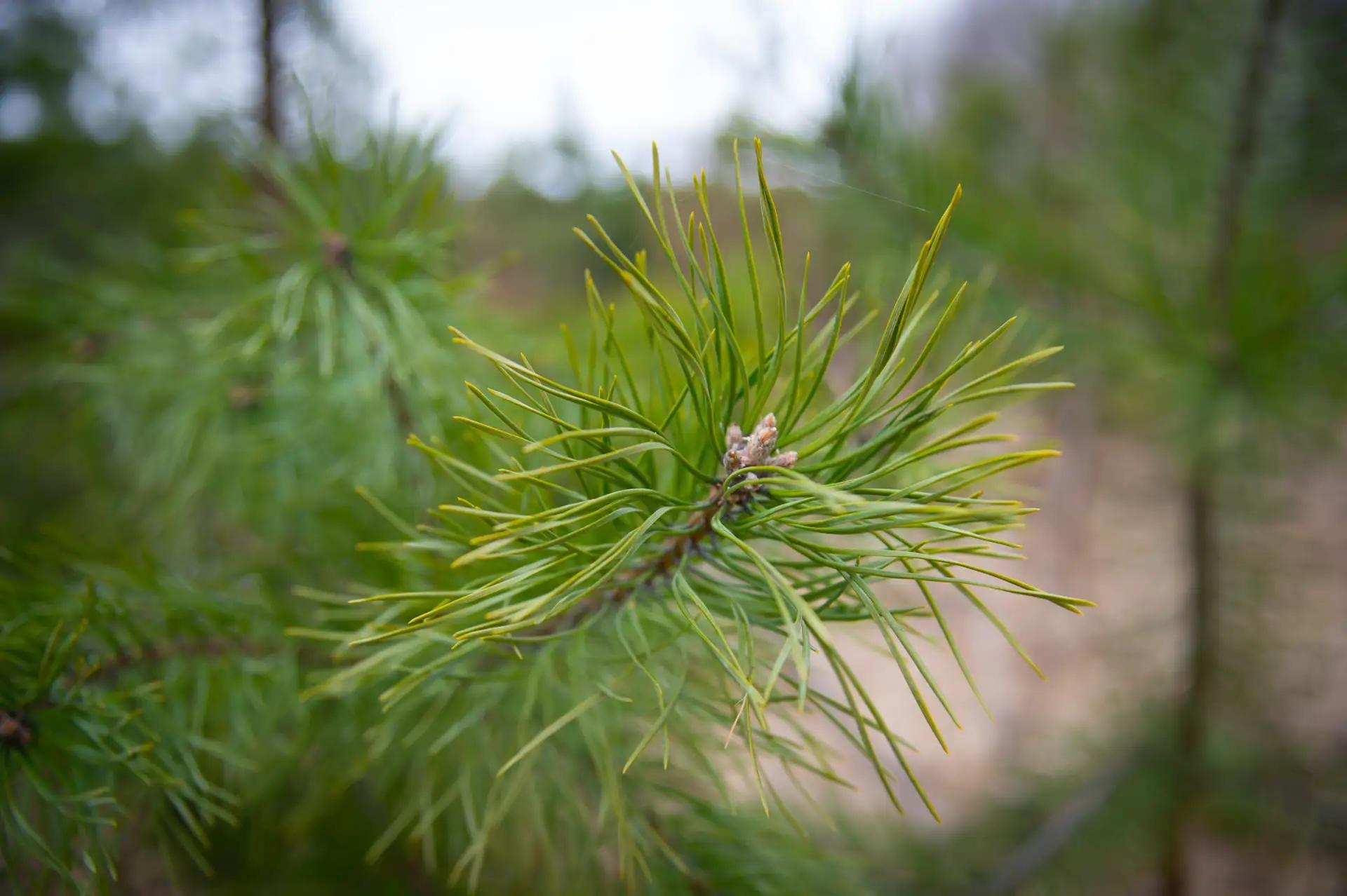 На месте пустоши у деревни Воловичи вырос молодой сосновый бор: как в Подмосковье восстанавливают леса