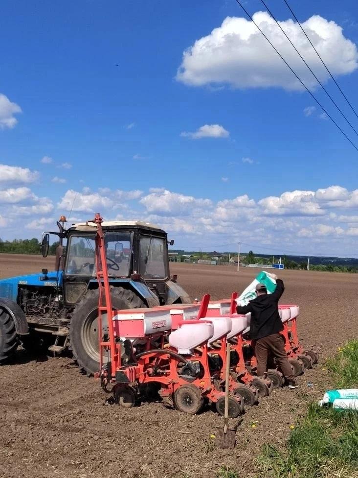 Аграрии Озёр проводят испытания гибридов кукурузы для выращивания на корм скоту
